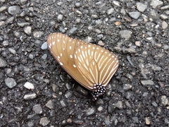 Euploea mulciber barsine