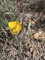 Calochortus kennedyi var. munzii
