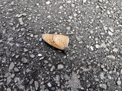 Euploea mulciber barsine