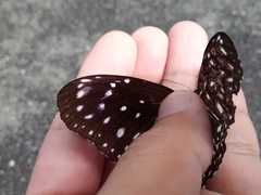 Euploea mulciber barsine