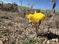 Calochortus kennedyi var. munzii