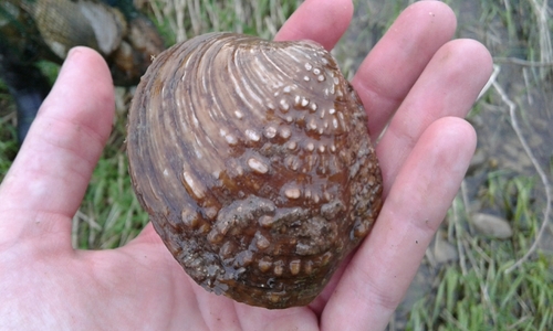 Cyclonaias tuberculata