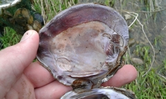 Cyclonaias tuberculata