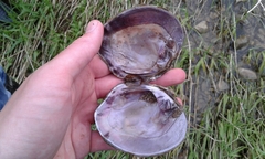 Cyclonaias tuberculata