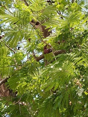 Enterolobium