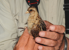 Coturnicops noveboracensis