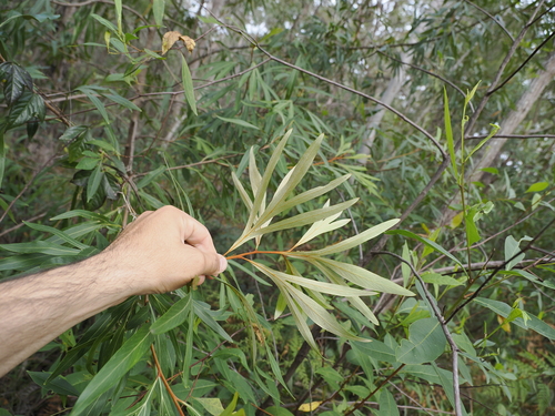 Image of Grevillea venusta by (c) Lucas Christofides, some rights reserved (CC BY)