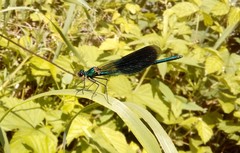 Calopteryx splendens