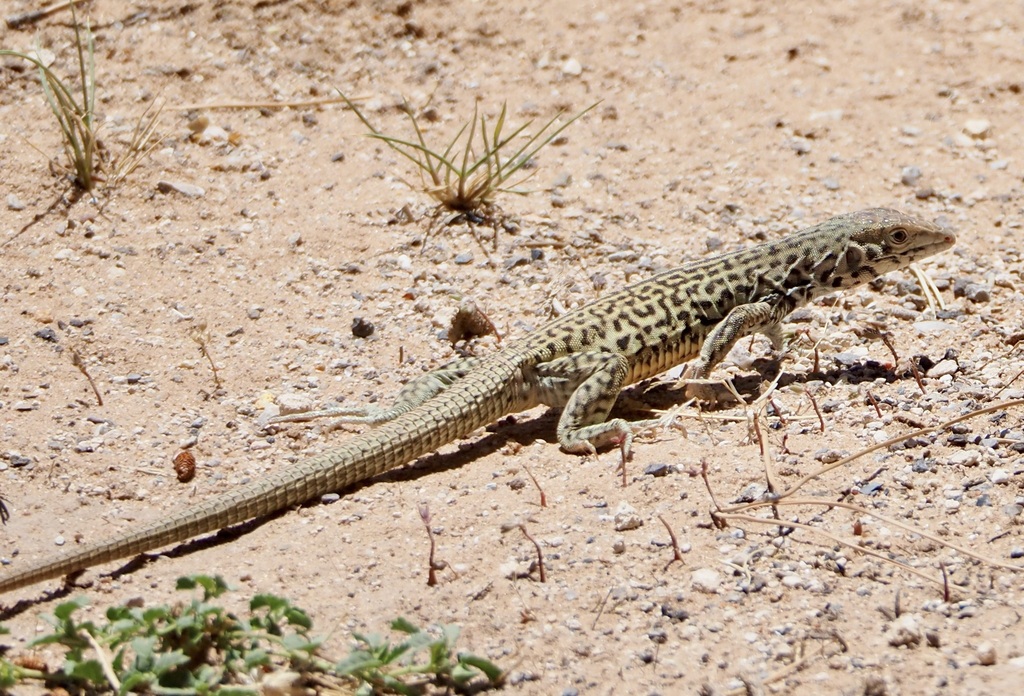 Marbled Whiptail