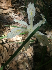 Iris tenuissima