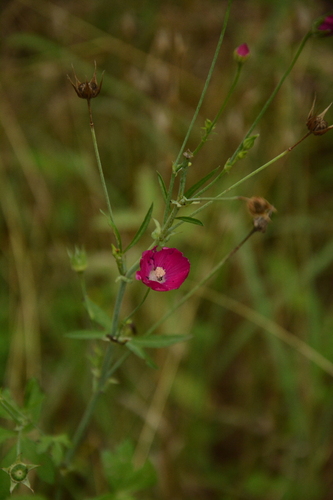 Image of Callirhoe leiocarpa by (c) Siddarth Machado, some rights reserved (CC BY)