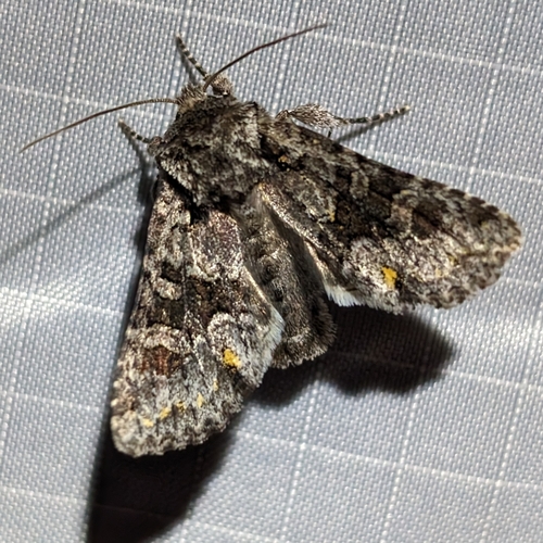 Cuneate Arches Moth photo 5