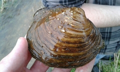 Cyclonaias tuberculata