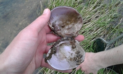 Cyclonaias tuberculata
