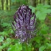 Black Rampion - Photo (c) Armand Turpel, some rights reserved (CC BY), uploaded by Armand Turpel