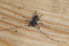 Acanthocinus aedilis