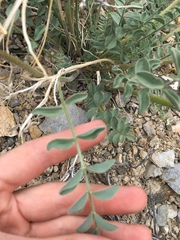 Astragalus minthorniae