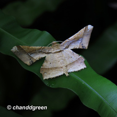 Krananda latimarginaria