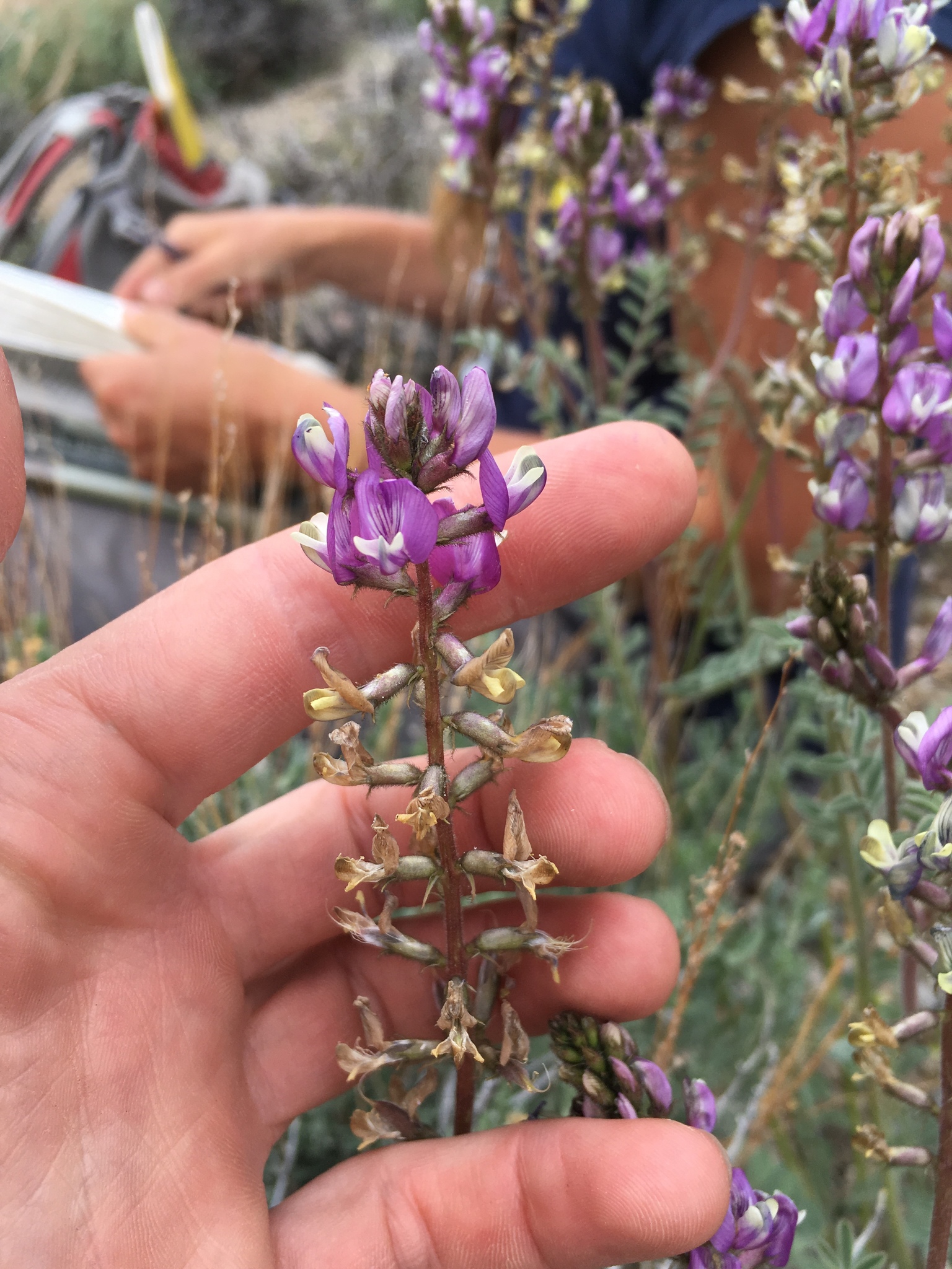 Astragalus minthorniae