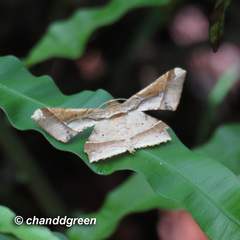 Krananda latimarginaria