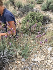 Astragalus minthorniae