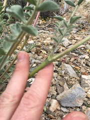 Astragalus minthorniae