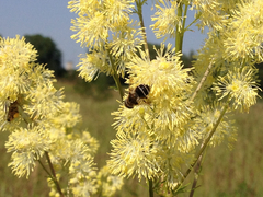 Thalictrum morisonii
