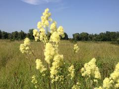 Thalictrum morisonii