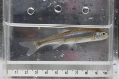 Emerald Shiner photo 3