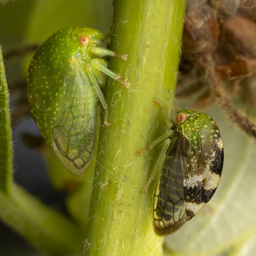 Cyrtolobus dixianus Woodruff