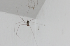 Physocyclus californicus