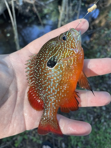 Gulf Longear Sunfish