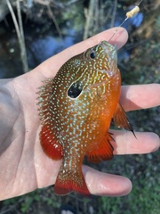 Gulf Longear Sunfish photo 4