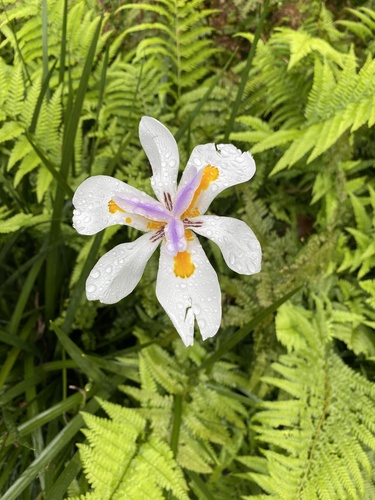 Dietes grandiflora, 2024-05-15