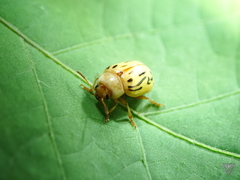 Zygogramma conjuncta