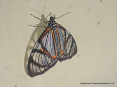 Hypocrita phanoptoides