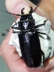 Stenodontes chevrolati