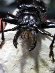 Stenodontes chevrolati