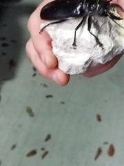 Stenodontes chevrolati