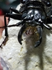 Stenodontes chevrolati