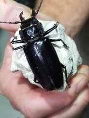 Stenodontes chevrolati