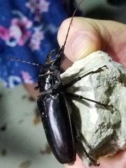 Stenodontes chevrolati