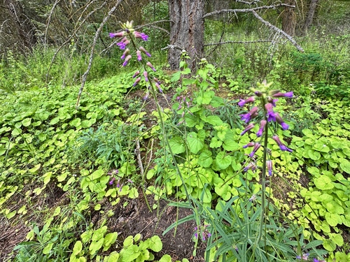 Image of Boechera pauciflora by no rights reserved
