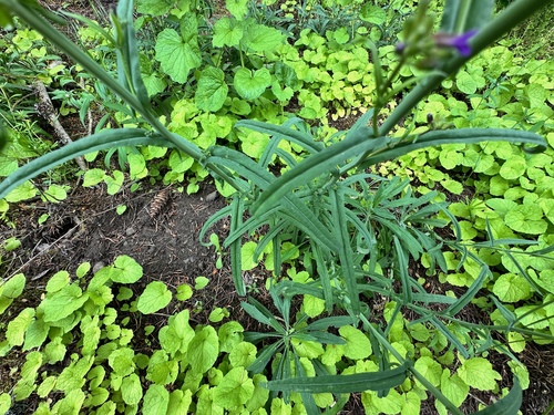 Image of Boechera pauciflora by no rights reserved