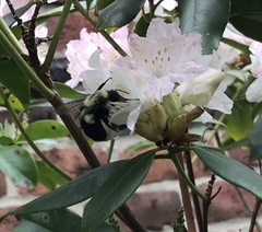 Bombus impatiens