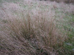 Juncus distegus