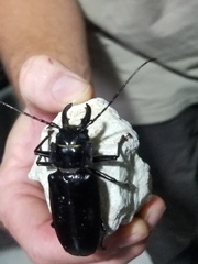 Stenodontes chevrolati