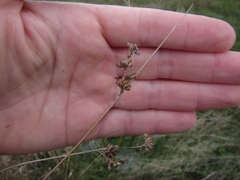 Juncus distegus