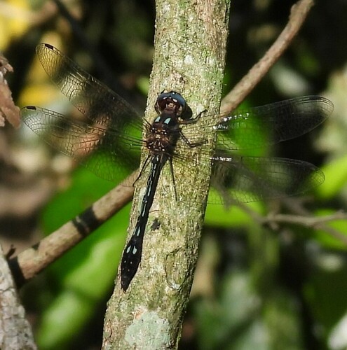 Ivory-striped Sylph photo 5
