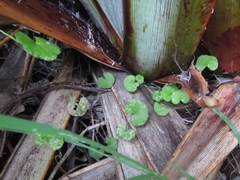 Hydrocotyle robusta